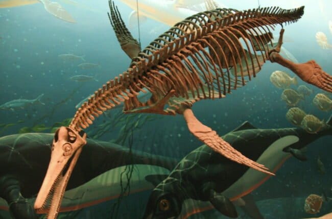 Plesiosoar fossil