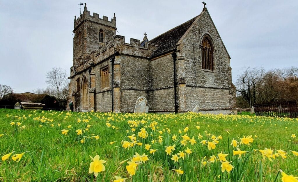 Holwell churchyard wild daffodils
