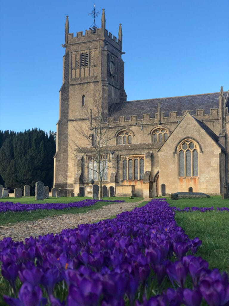 Melksham tower showing purple crocuses next to the path.